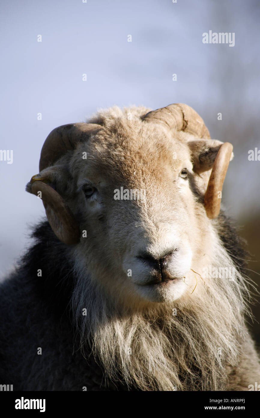 Herdwick Ram Banque D'Images