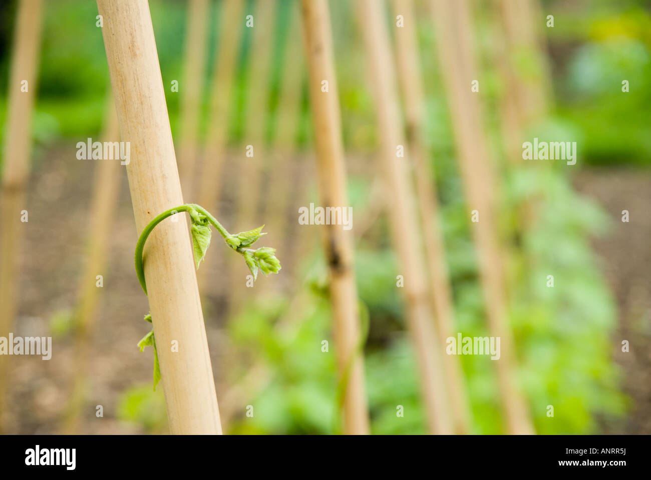 Un jeune plant de haricot s'accroche à un châssis de jardin à un allotissement organique. Banque D'Images