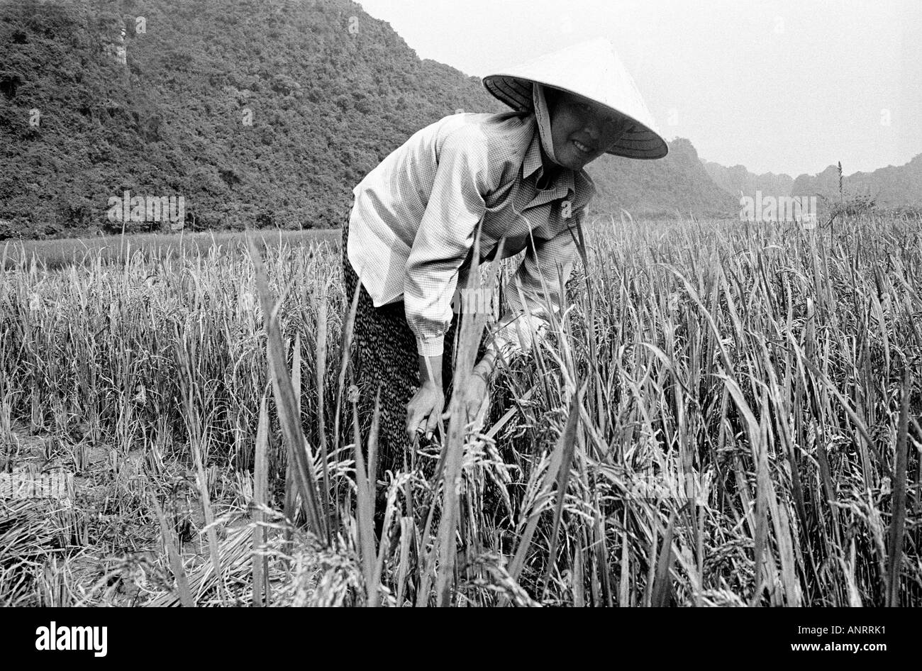 La récolte du riz au Vietnam. Banque D'Images