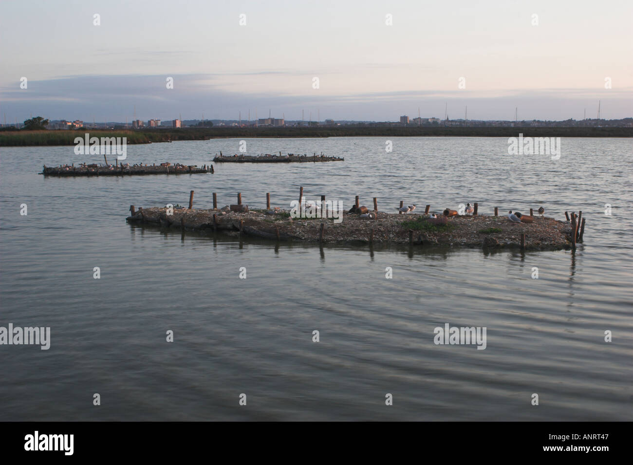 Les îles artificielles de Dougall Le Lagon l'île de Brownsea Dorset UK Banque D'Images