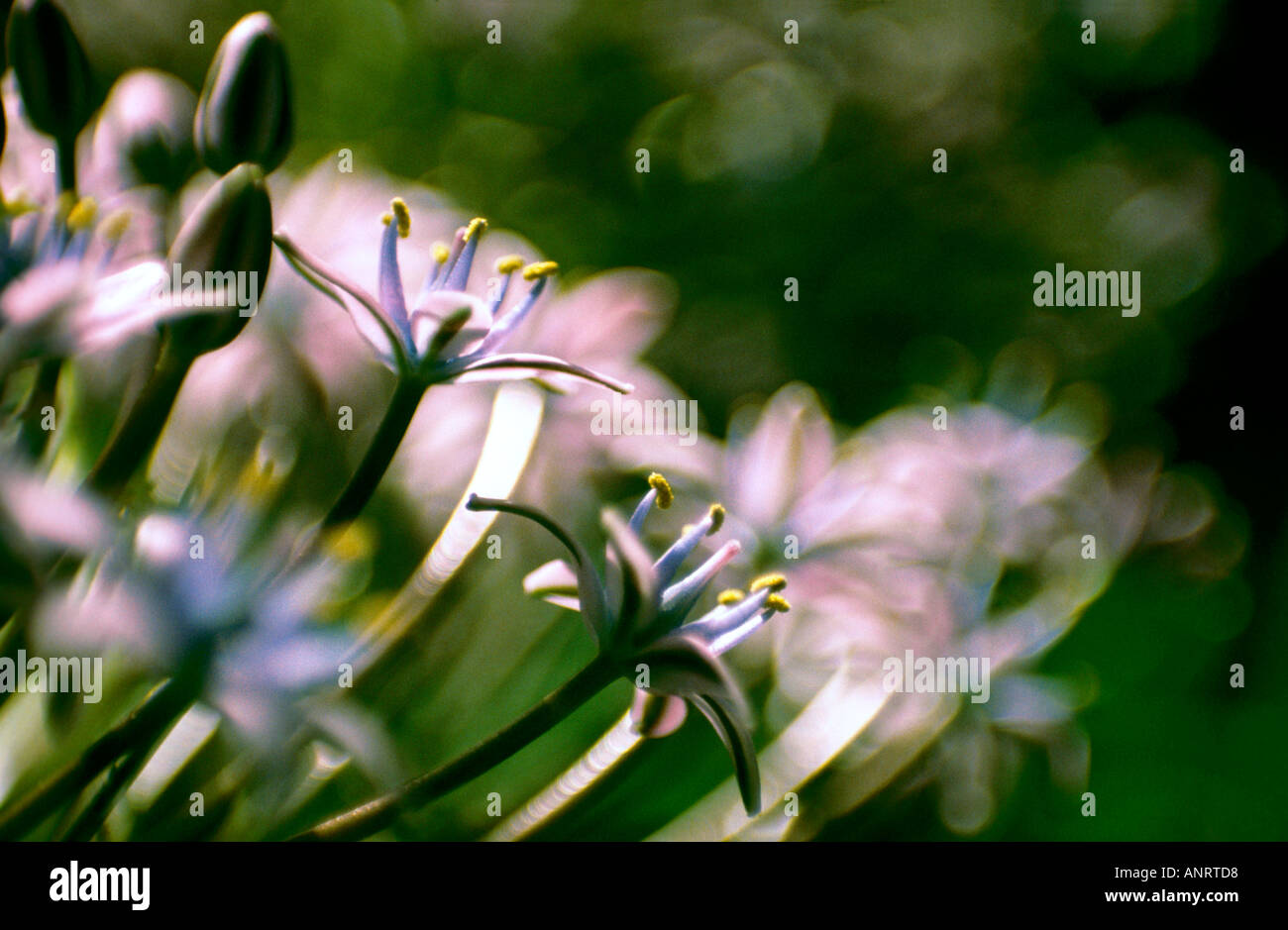 Caraïbes Lily Lily cubain Jacinthe Squill géant du Pérou Scilla peruviana Espagne Lily péruvienne Banque D'Images