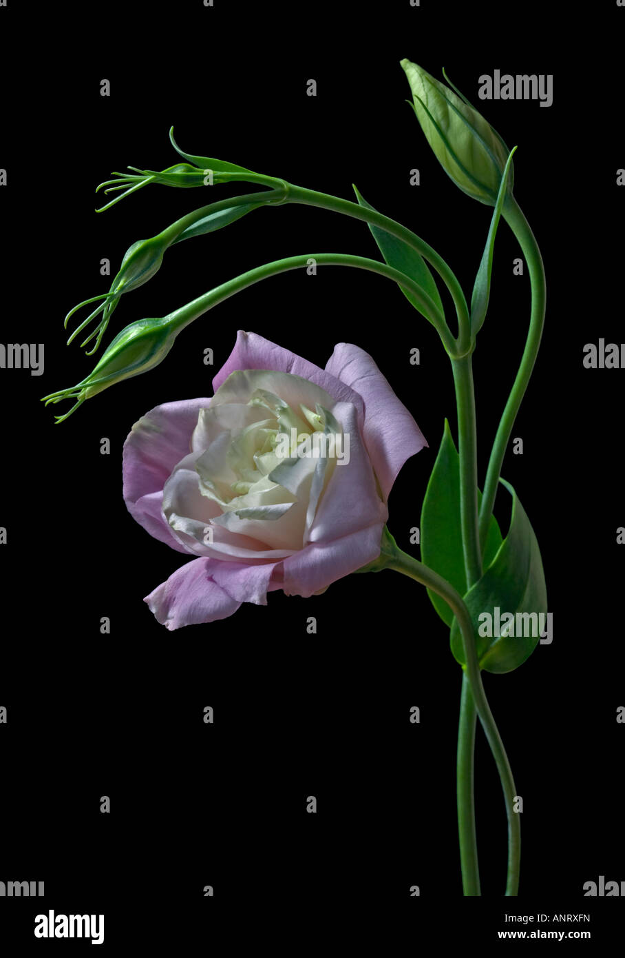Lisianthus rose Banque D'Images
