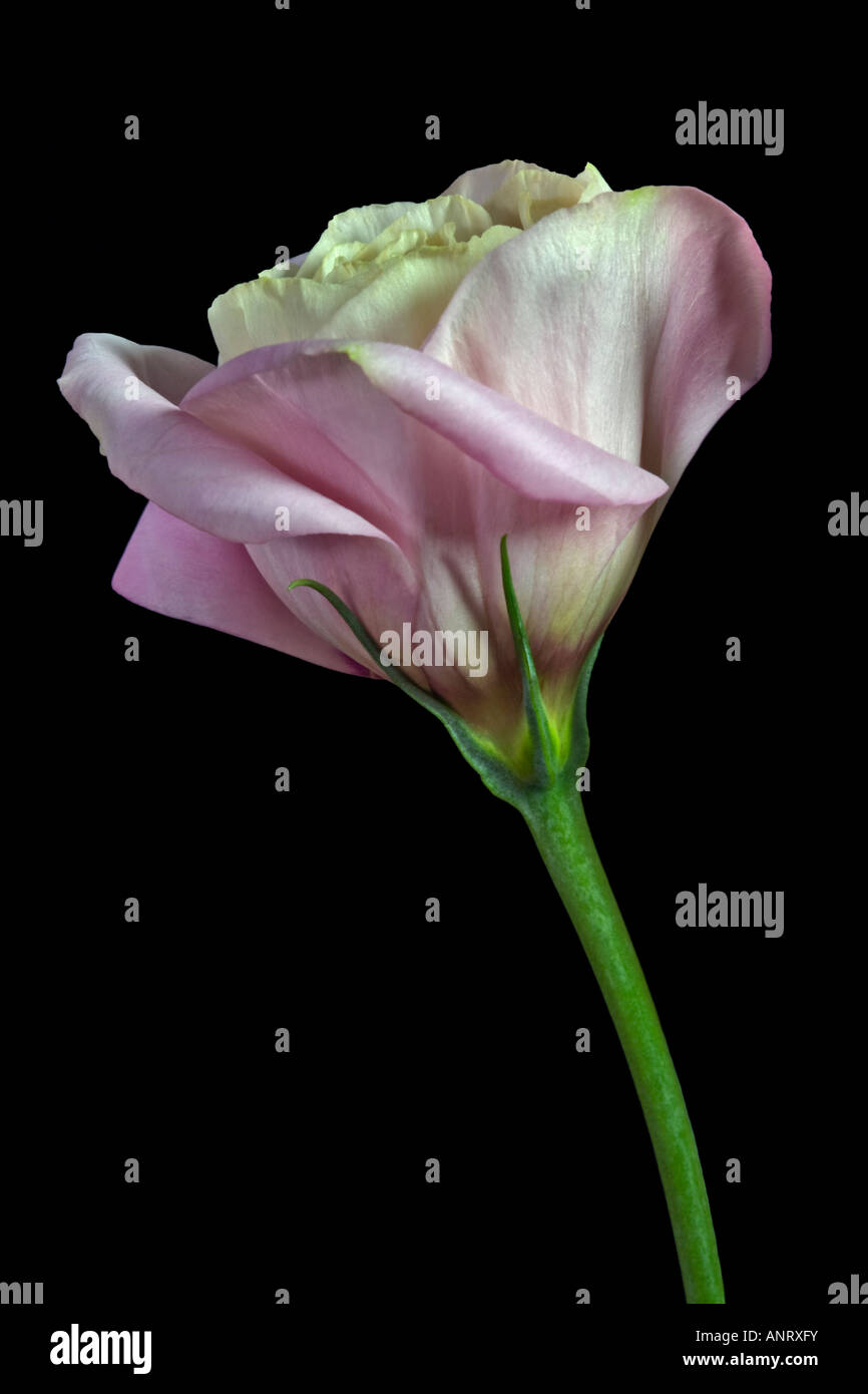 Lisianthus rose Banque D'Images