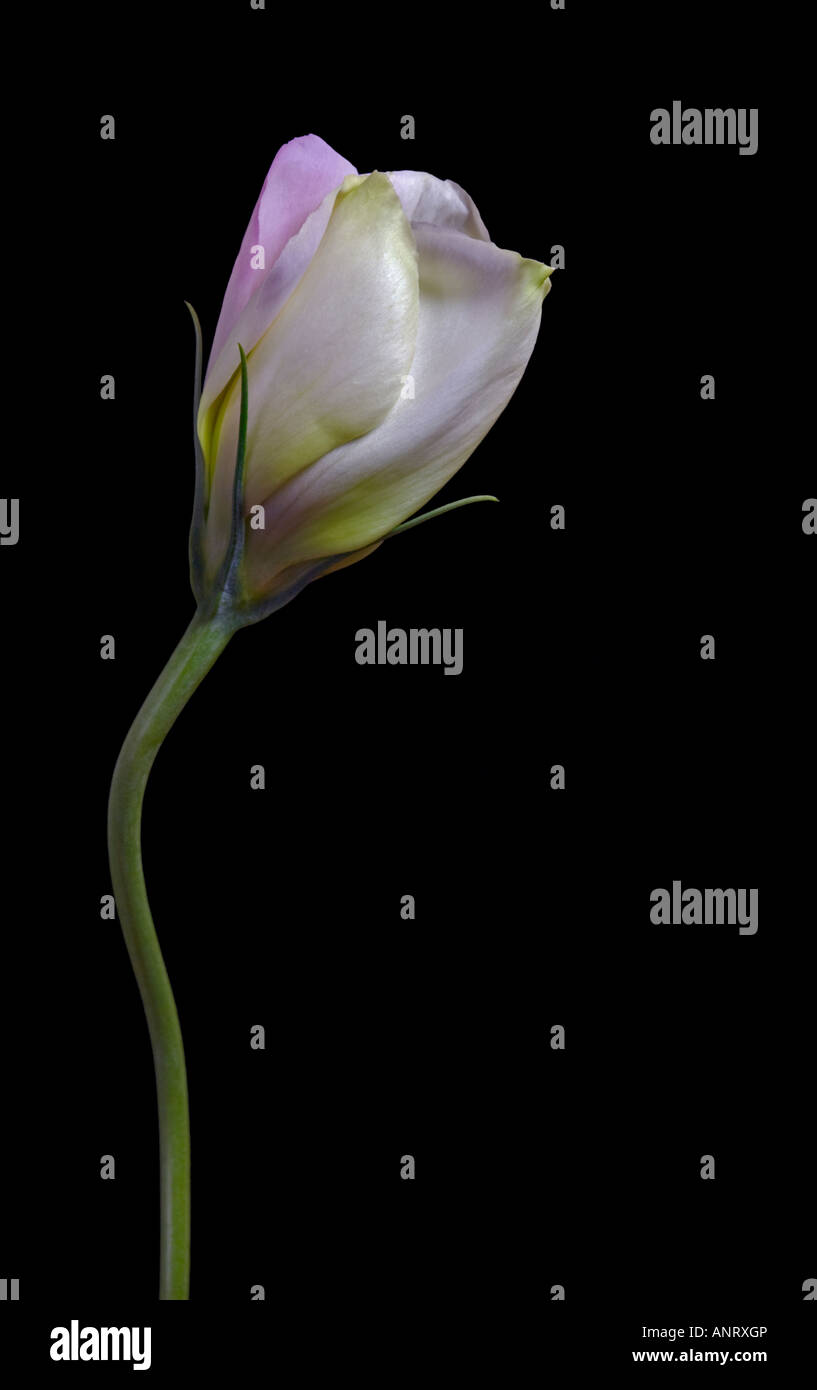 Lisianthus rose Banque D'Images