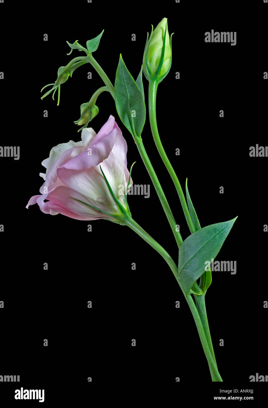 Lisianthus rose Banque D'Images