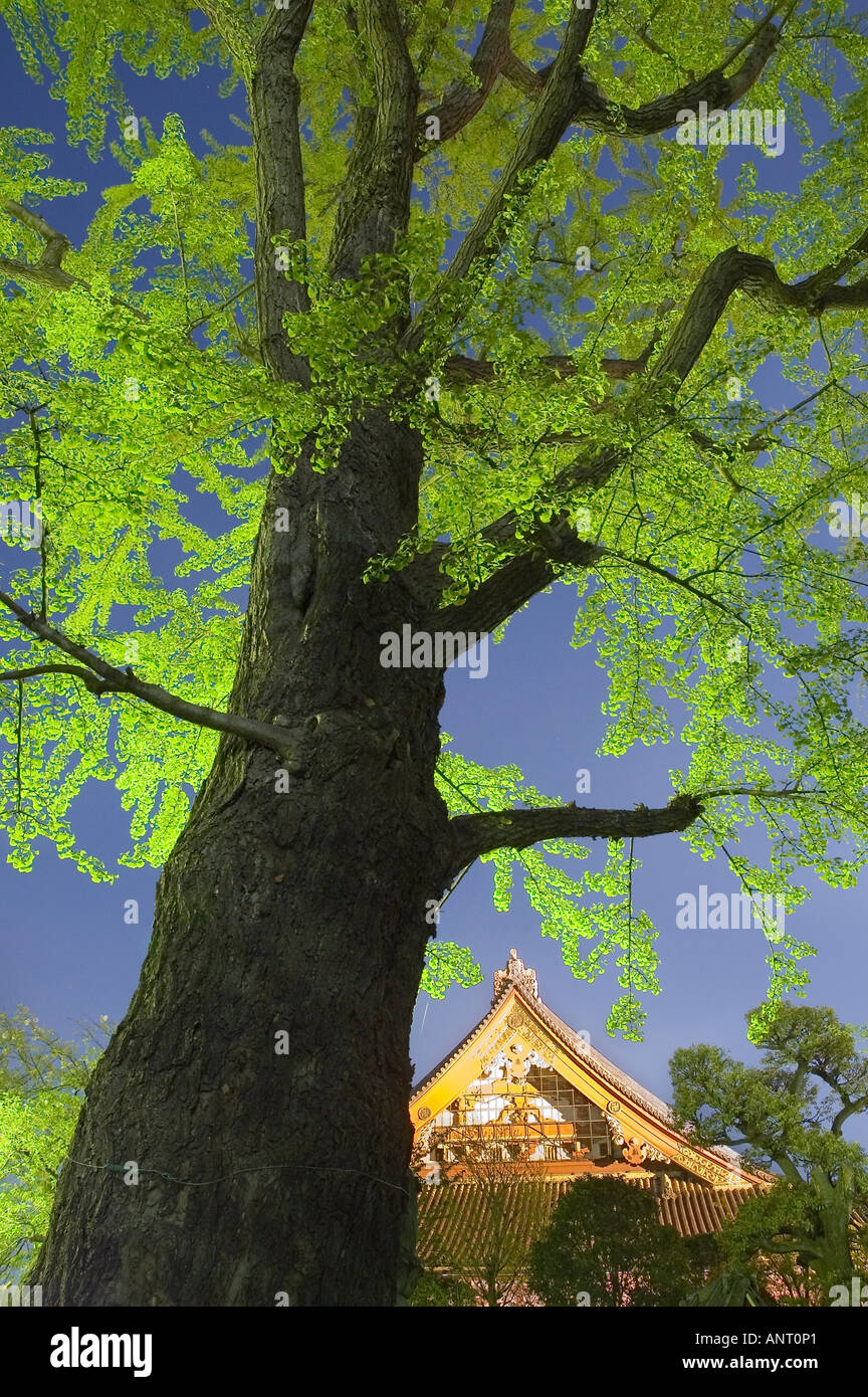 Stock photo de temple Sensoji s hall principal derrière un arbre de nuit à Asakusa Tokyo Japon Banque D'Images