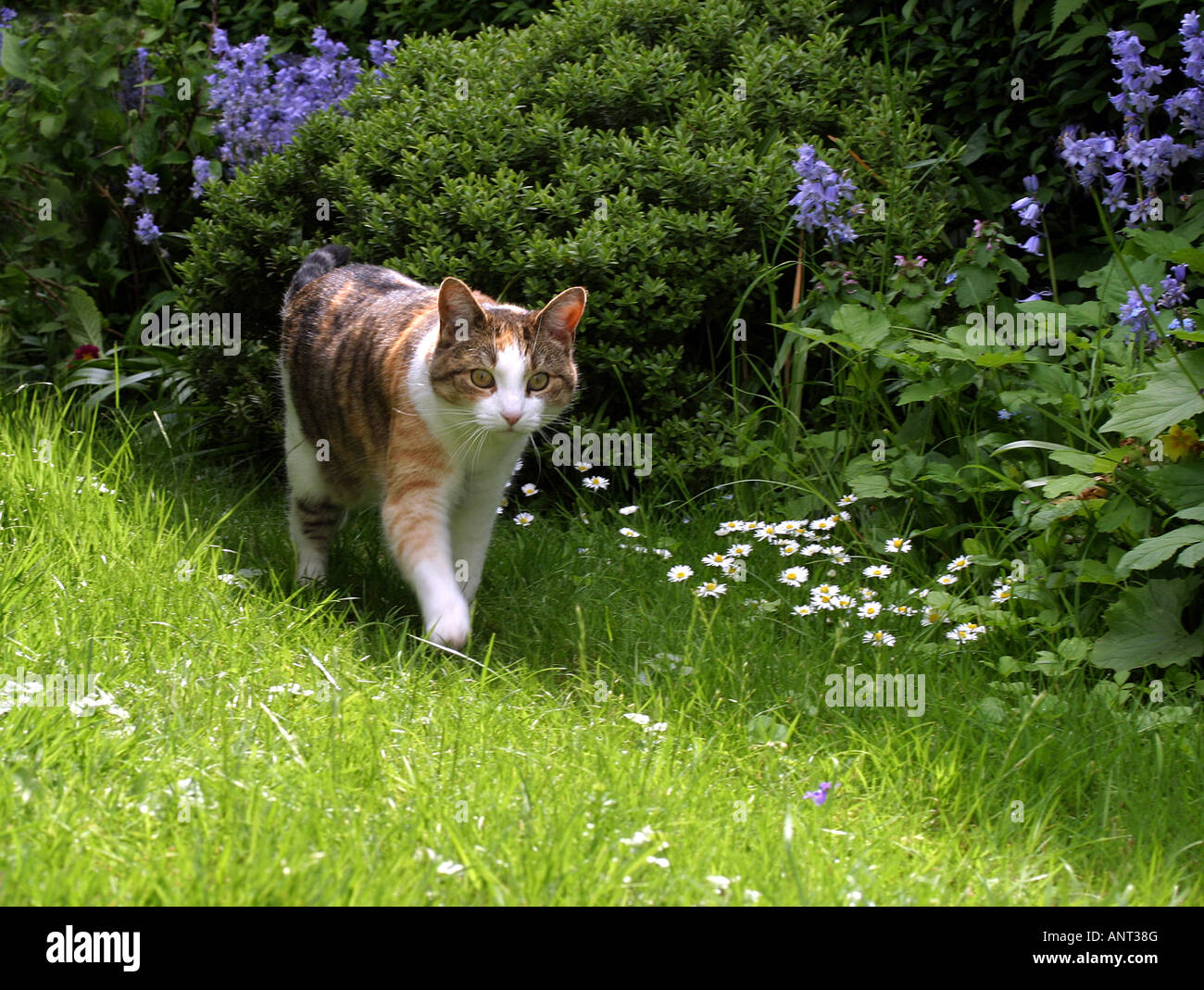 Chat domestique dans un jardin, Suffolk, UK Banque D'Images