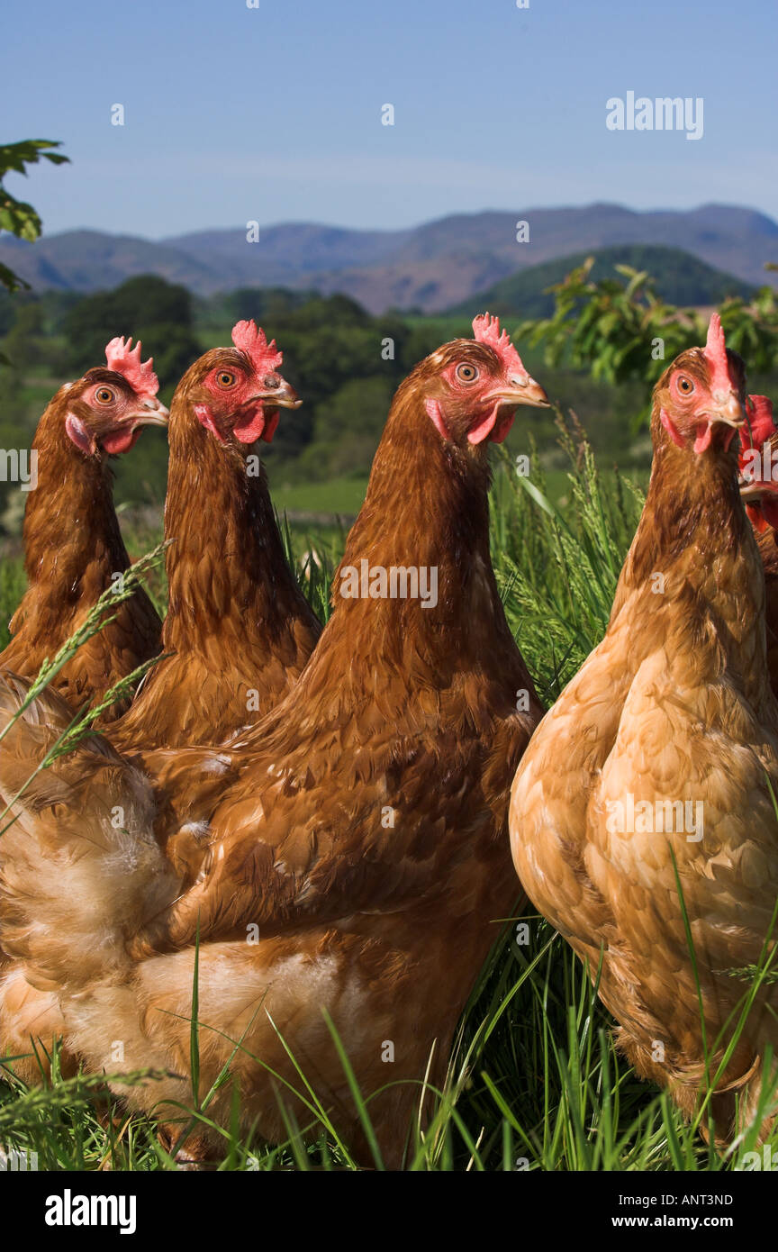 Poules élevées en libre parcours dans les bois Banque D'Images