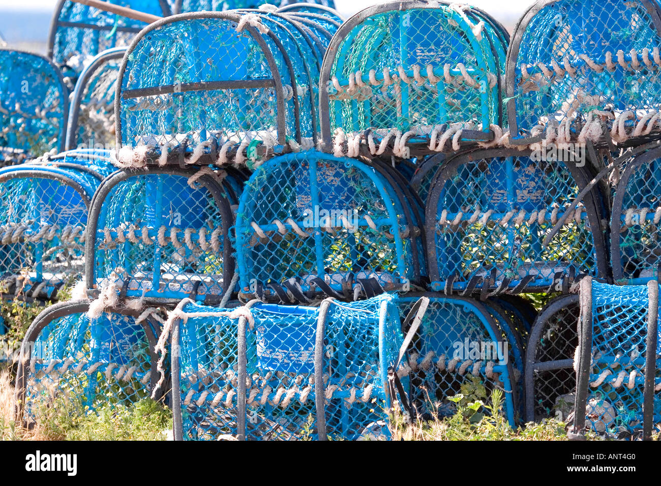 panier de crabe Banque D'Images