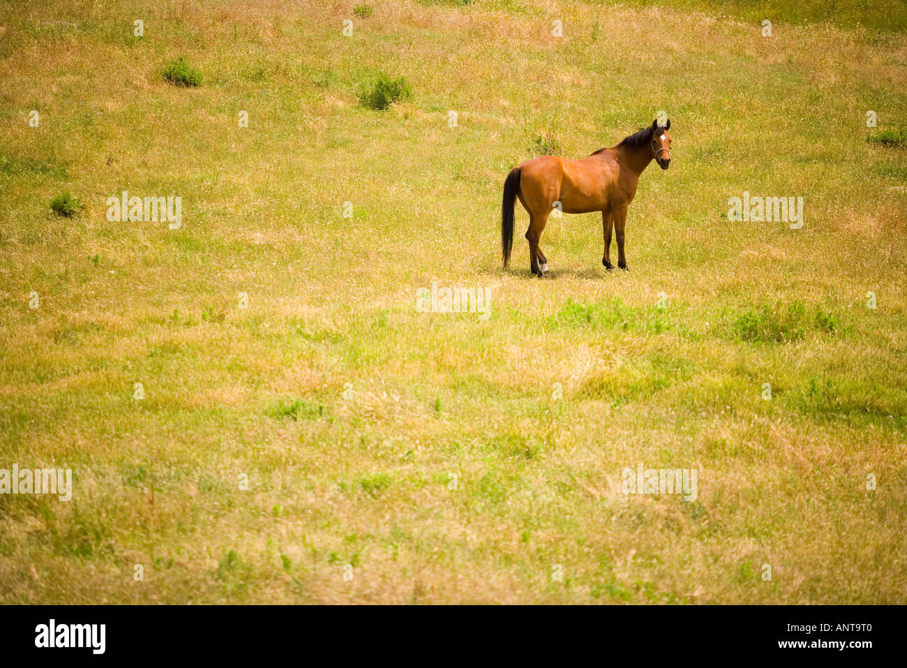 Cheval dans un champ près de Santa Ynez Valley Californie Santa Barbara Banque D'Images