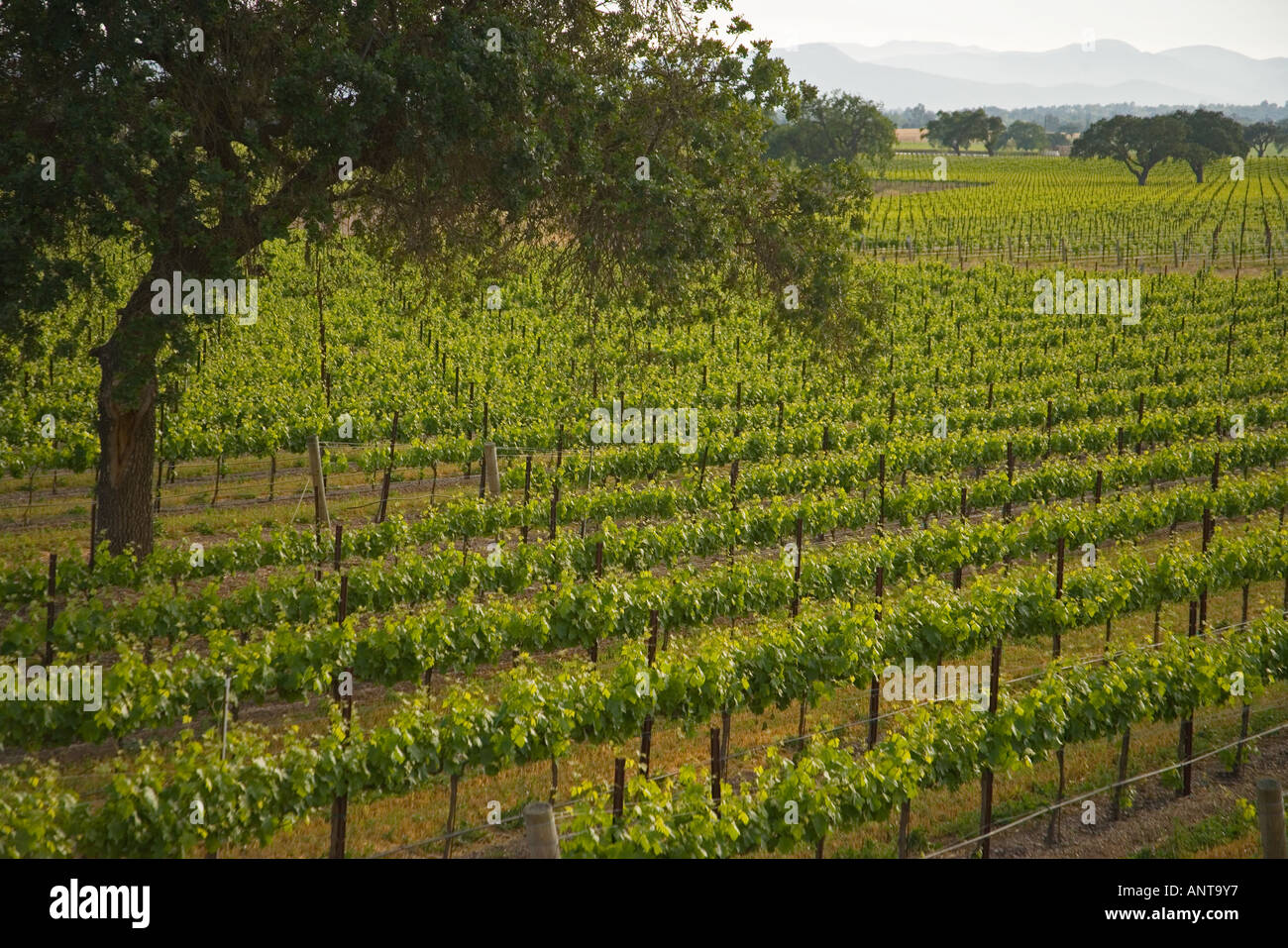 Le bois de chêne et de vigne en été Santa Ynez Valley près de Santa Barbara en Californie Banque D'Images