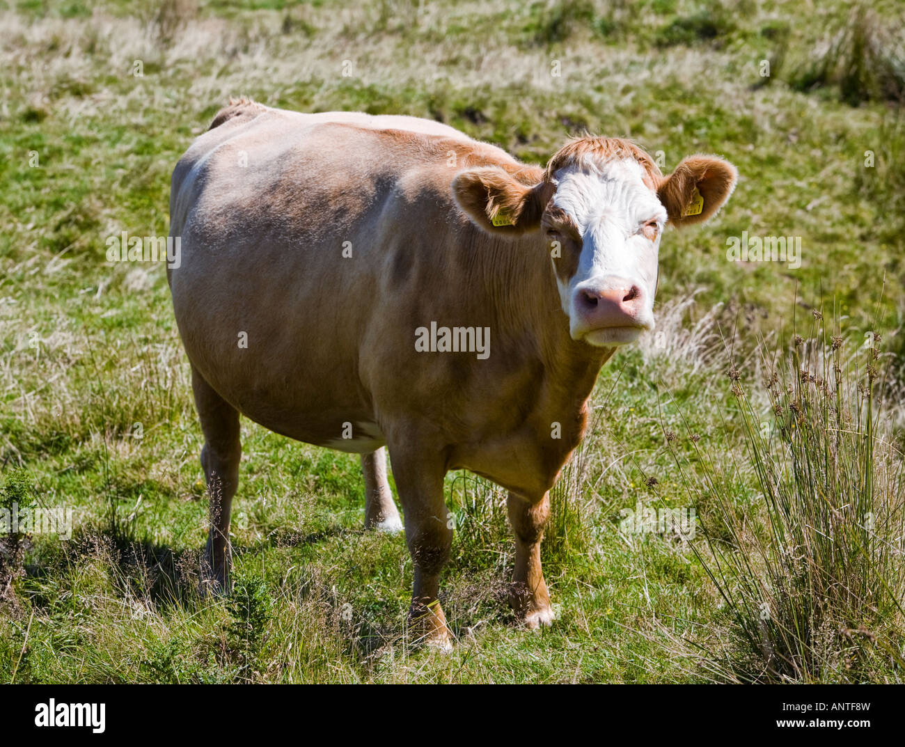 Vache laitière, Royaume-Uni Banque D'Images