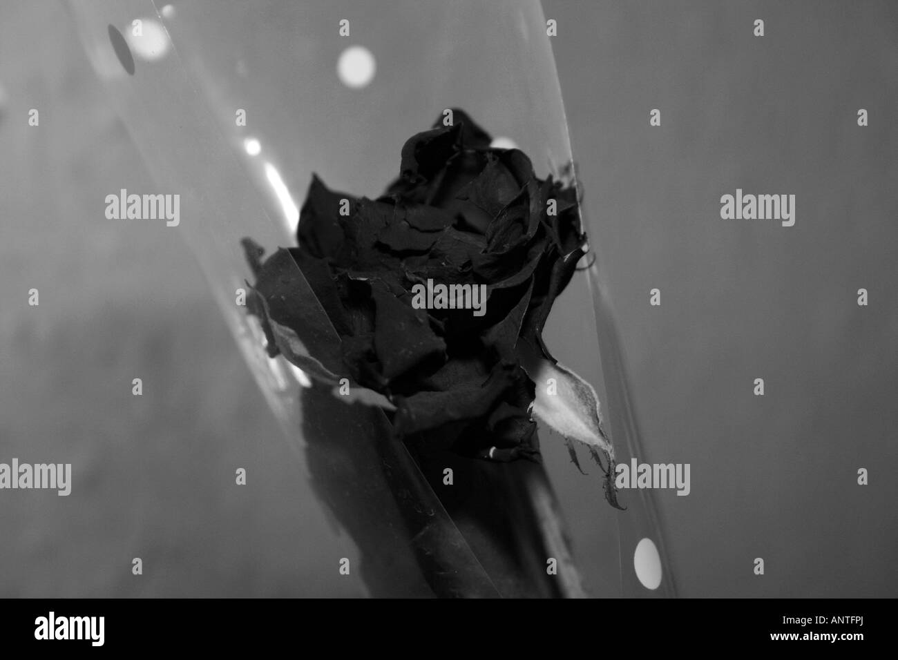 Une photographie en noir et blanc d'une rose rouge Banque D'Images