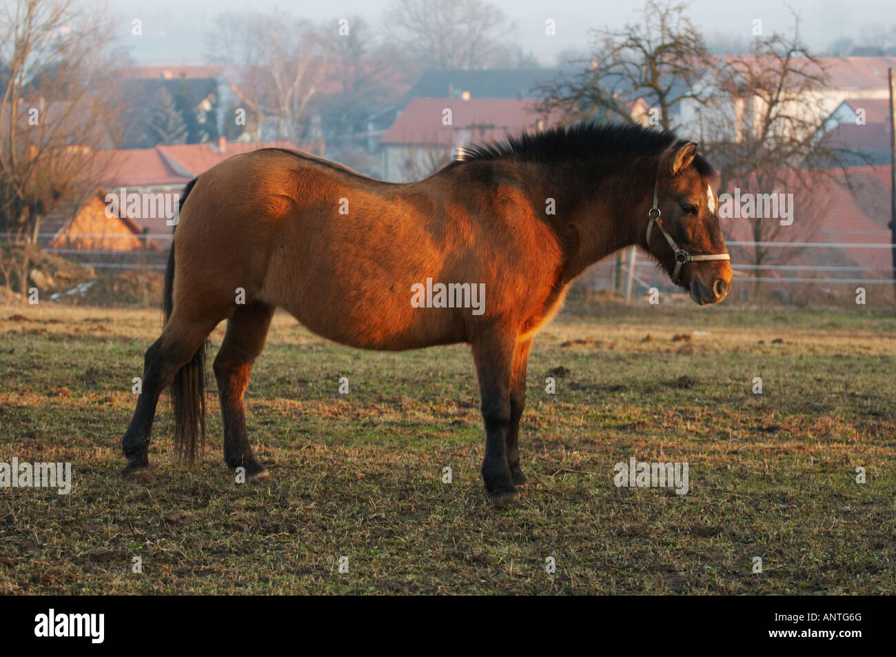 Un cheval brun avec une crinière noire et un marquage blanc sur son visage debout dans un champ rural pendant l'heure dorée, avec des maisons de village en arrière-plan. Banque D'Images