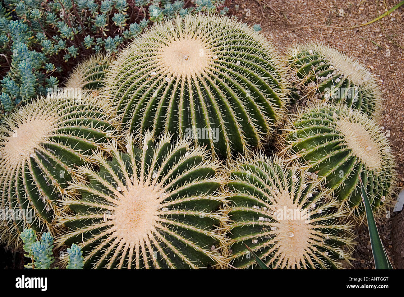 Cactus rond spectaculaire Kew Gardens Banque D'Images