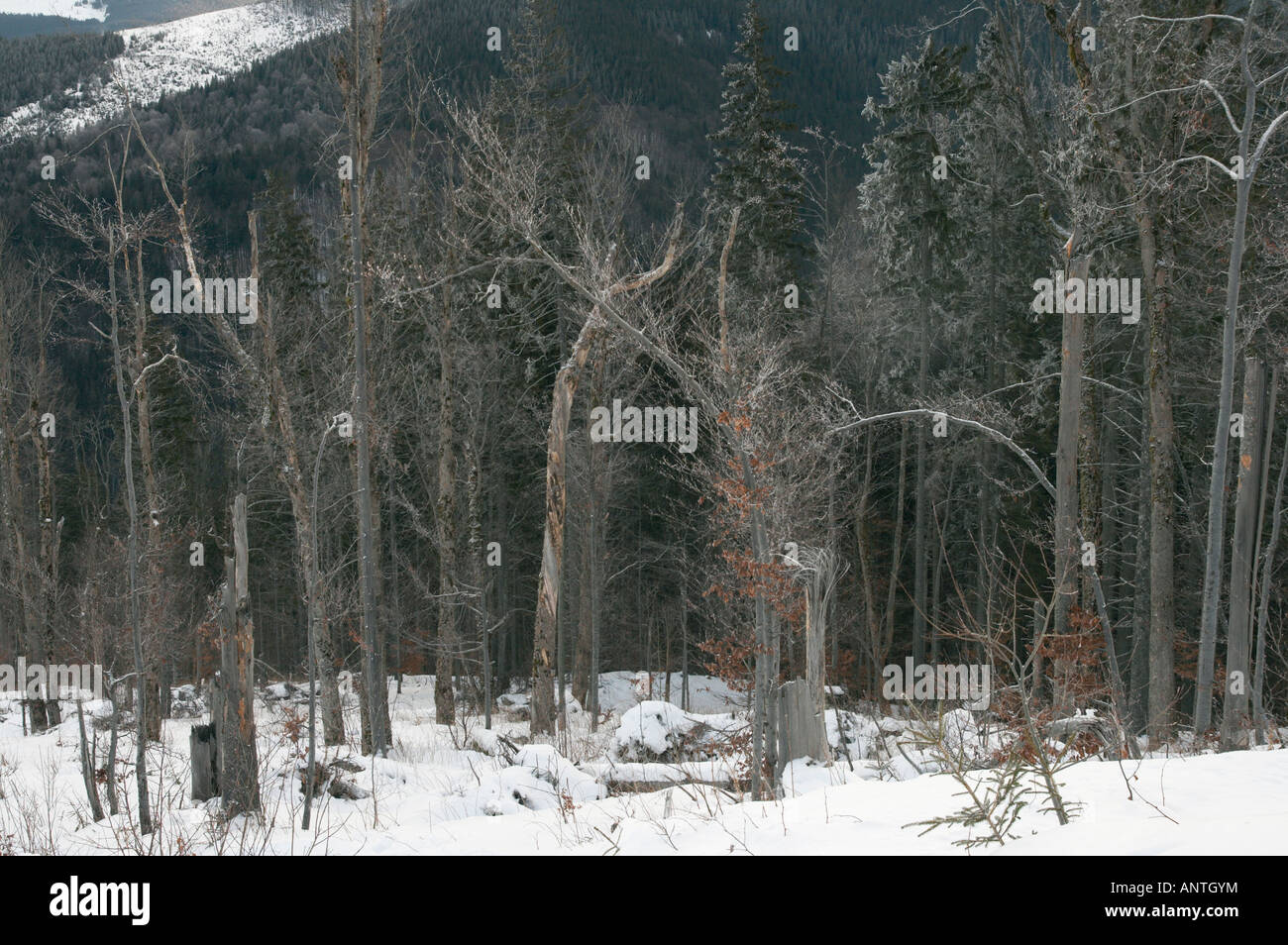 Coupe-vent d'hiver sur les arbres de bois sauvages des montagnes des Carpates en Ukraine Mt s Banque D'Images