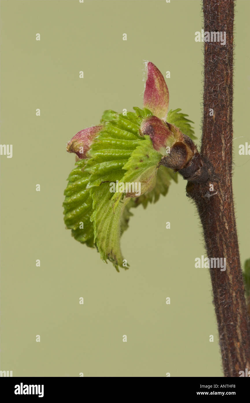 Anglais la croissance des feuilles au printemps de l'ORME Ulmus procera Banque D'Images