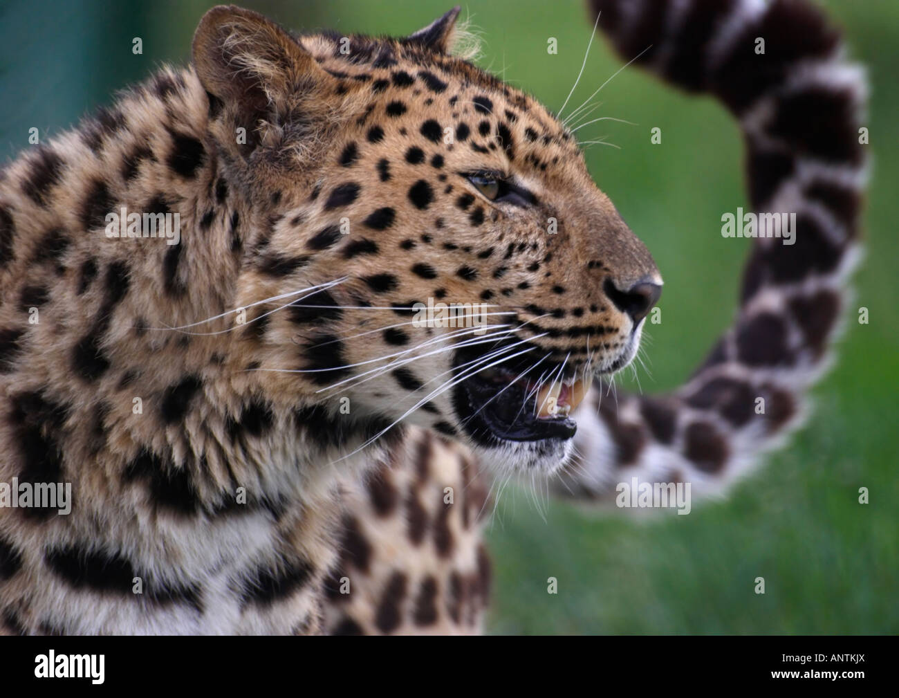 Homme Panthère (Panthera pardus orientalis) Banque D'Images