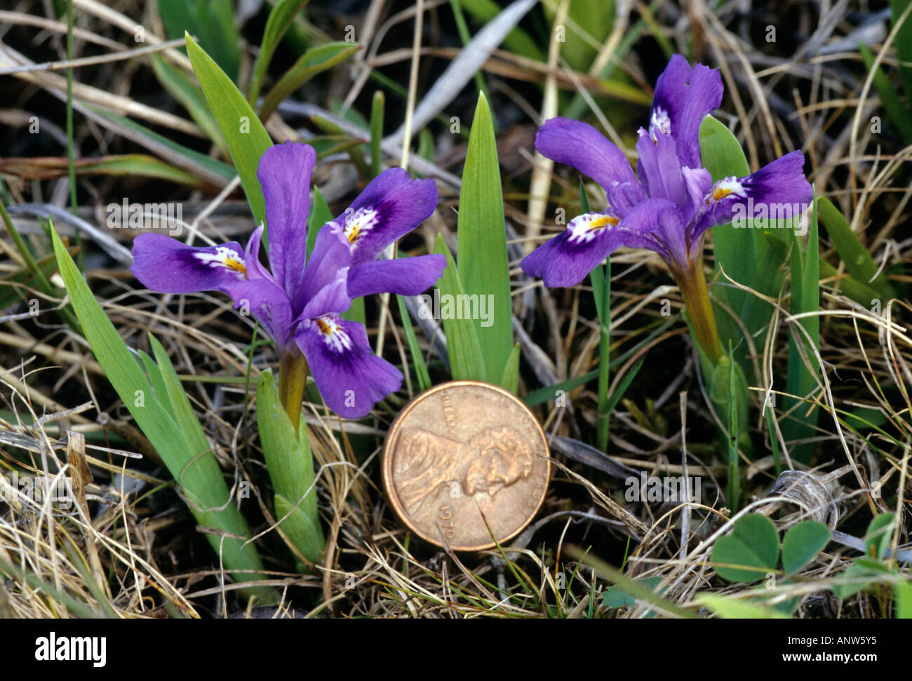 L'iris lacustre, Iris lacustris Banque D'Images