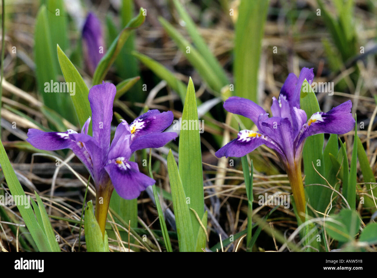 L'iris lacustre, Iris lacustris Banque D'Images