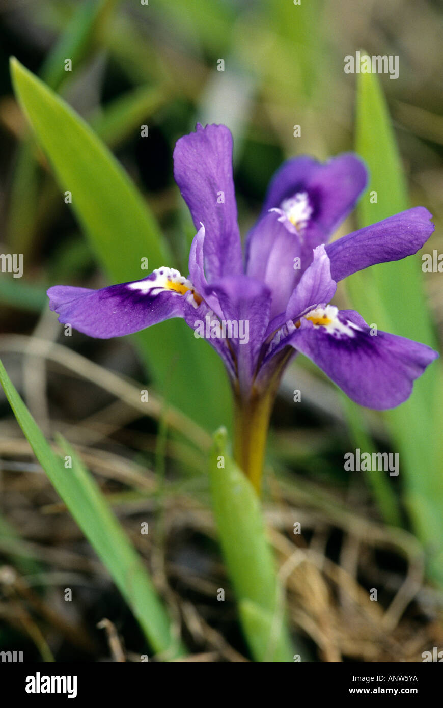 L'iris lacustre, Iris lacustris Banque D'Images