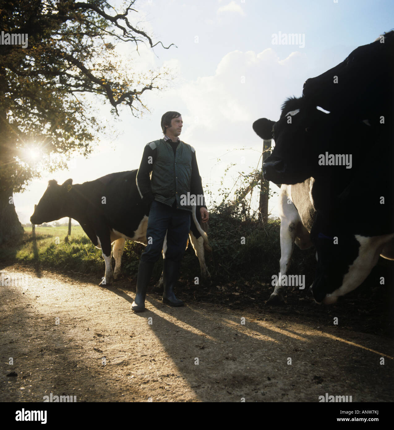Berger avec troupeau de vaches laitières Holstein Friesian allant à la traite du soir Berkshire Banque D'Images