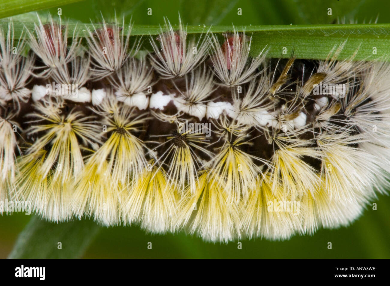 Virginie Ctenucha virginica Ctenucha Caterpillar Détail montrant des poils du corps de protection et de faux pieds Grand Sudbury (Ontario) Banque D'Images