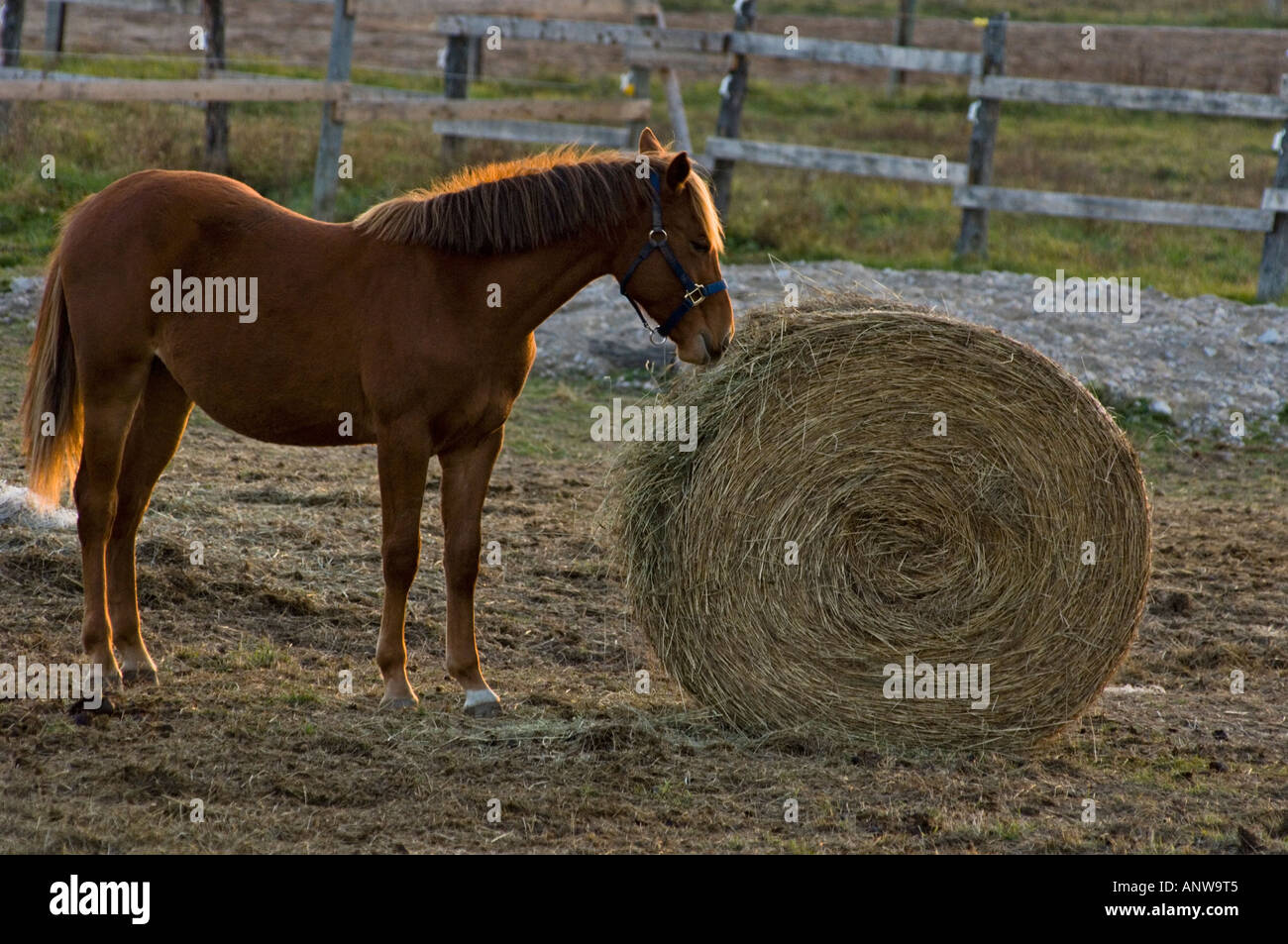 Rouleau de foin et de chevaux dans la zone stable de l'Ontario Worthington Banque D'Images