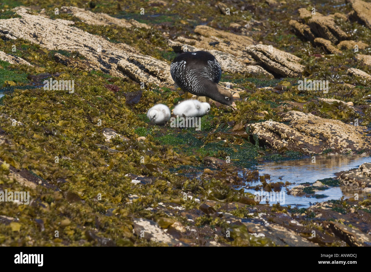 Kelp Goose (Chloephaga hybrida) femelle adulte avec les poussins se nourrissent de la carcasse d'algues de l'Atlantique Sud de l'île West Falkland Ocea Banque D'Images