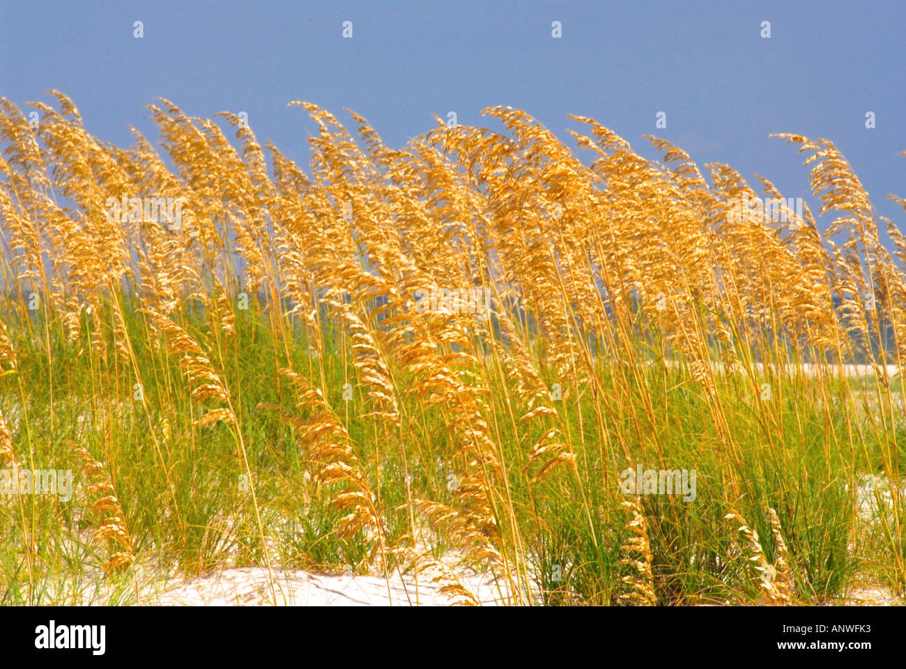 Sea oats beach Floride conservation plantes marins St George Island State Park Banque D'Images