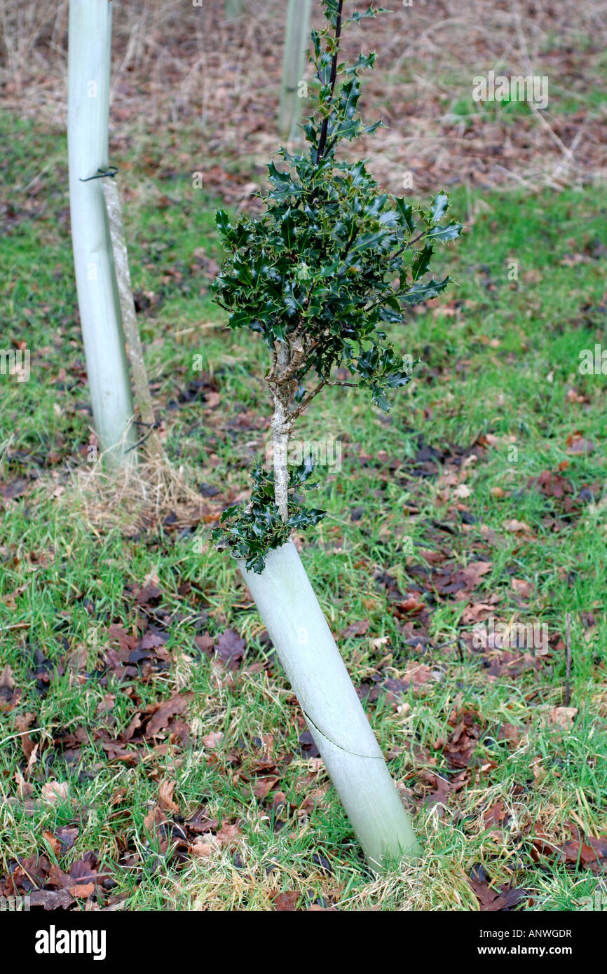 Le Chevreuil Capreolus capreolus parcourt des dommages à un jeune Ilex aquifolium Banque D'Images