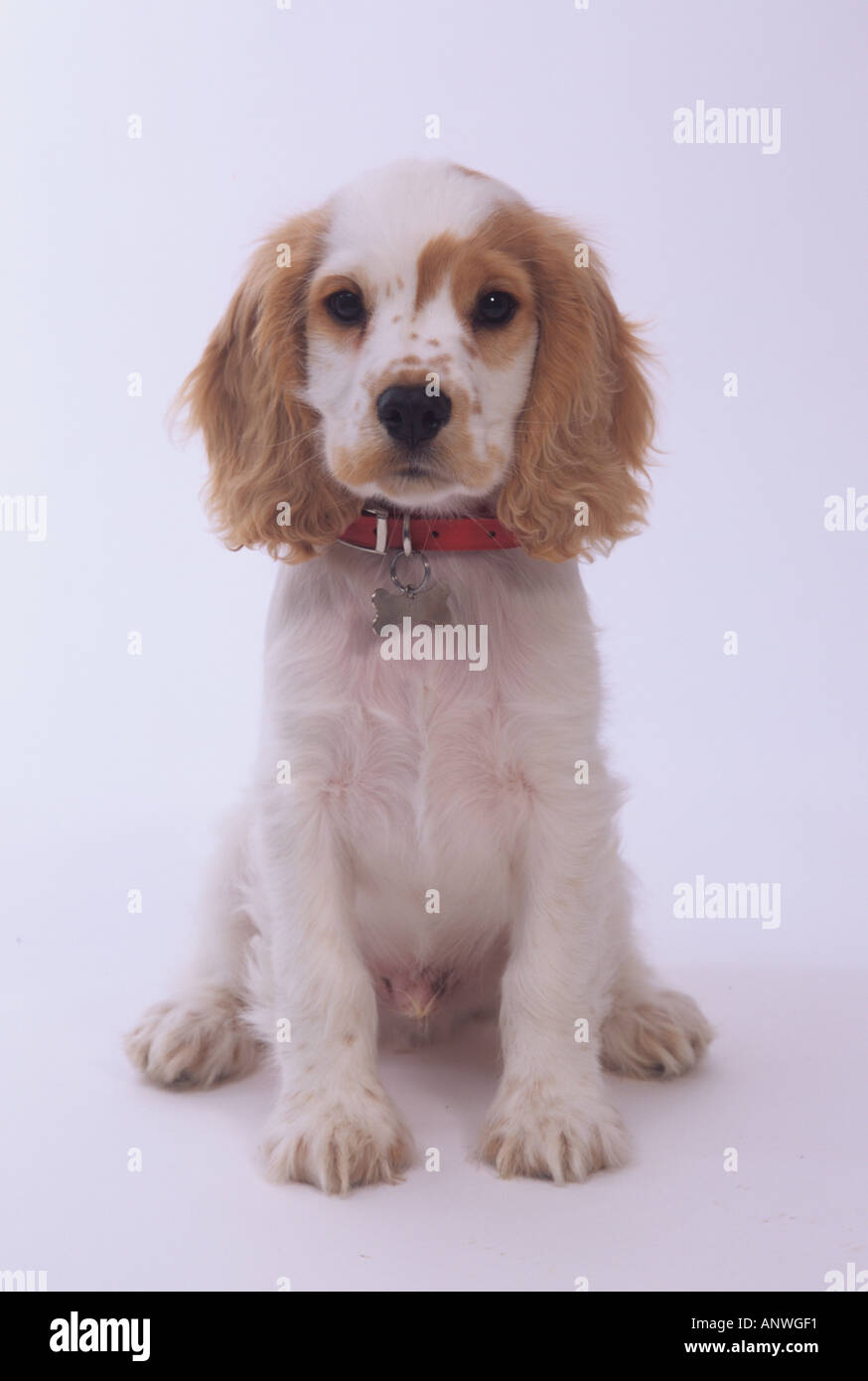 Portrait de chiot Cocker Banque D'Images