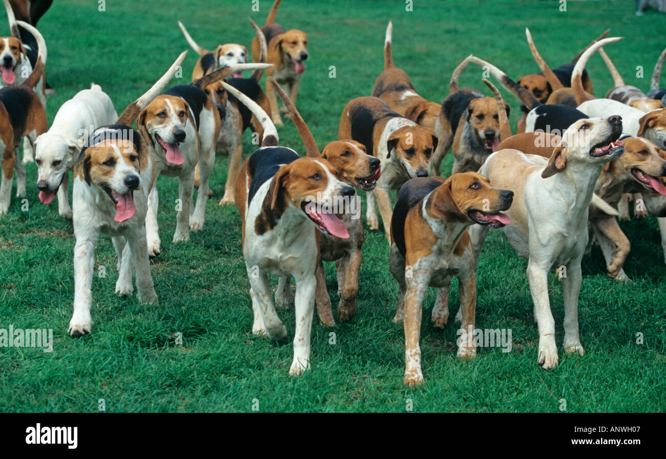 Fox Hound Pack Banque D'Images