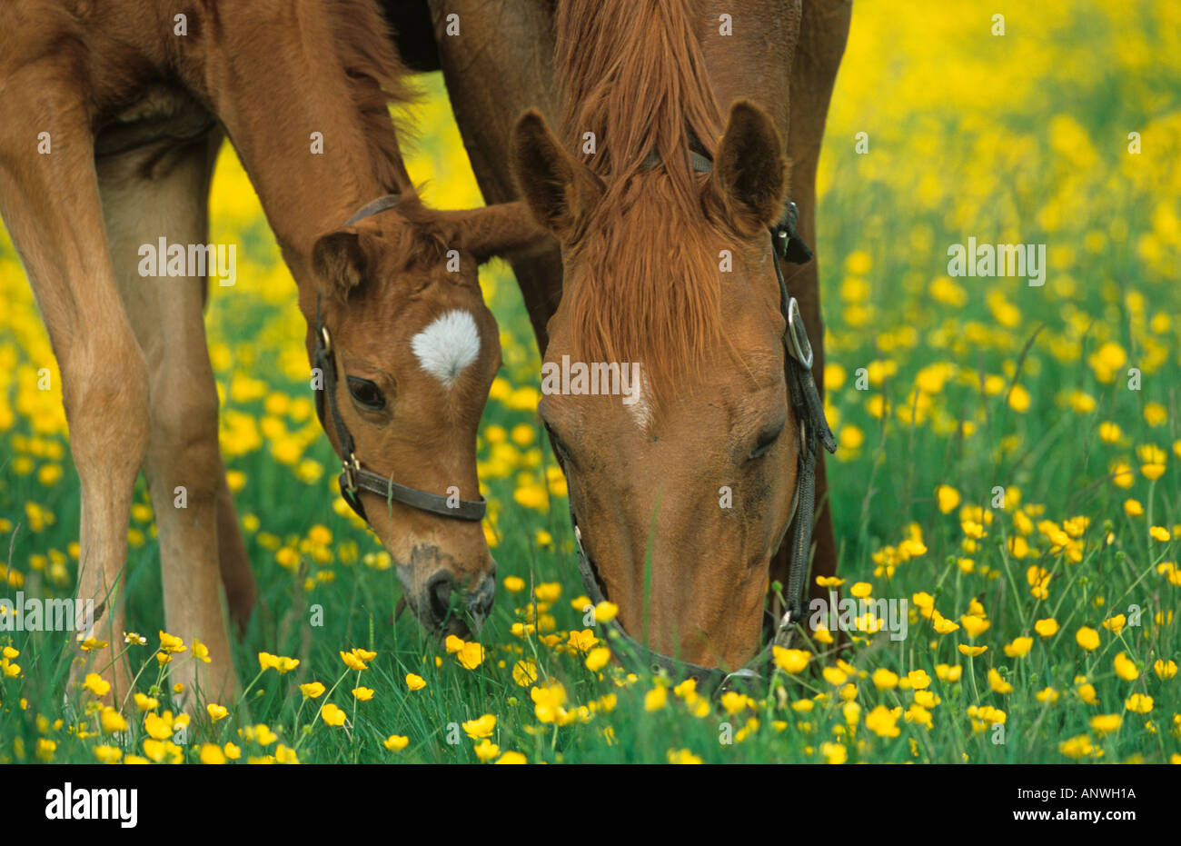 Mare & Poulain dans champ Buttercup Banque D'Images