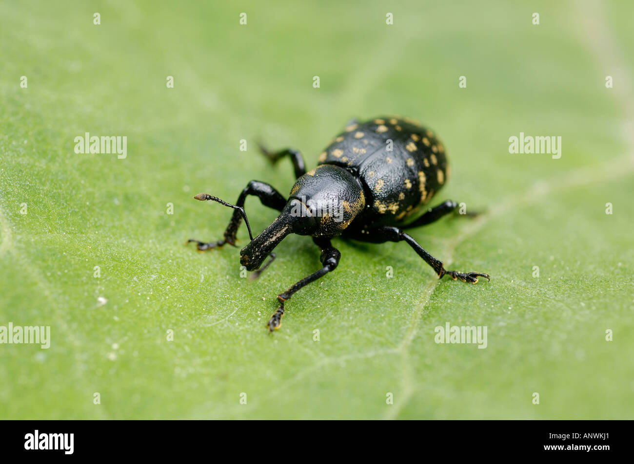 Charançon, charançon Liparus, Curculionidae, glabirostris sur vert quitter Banque D'Images