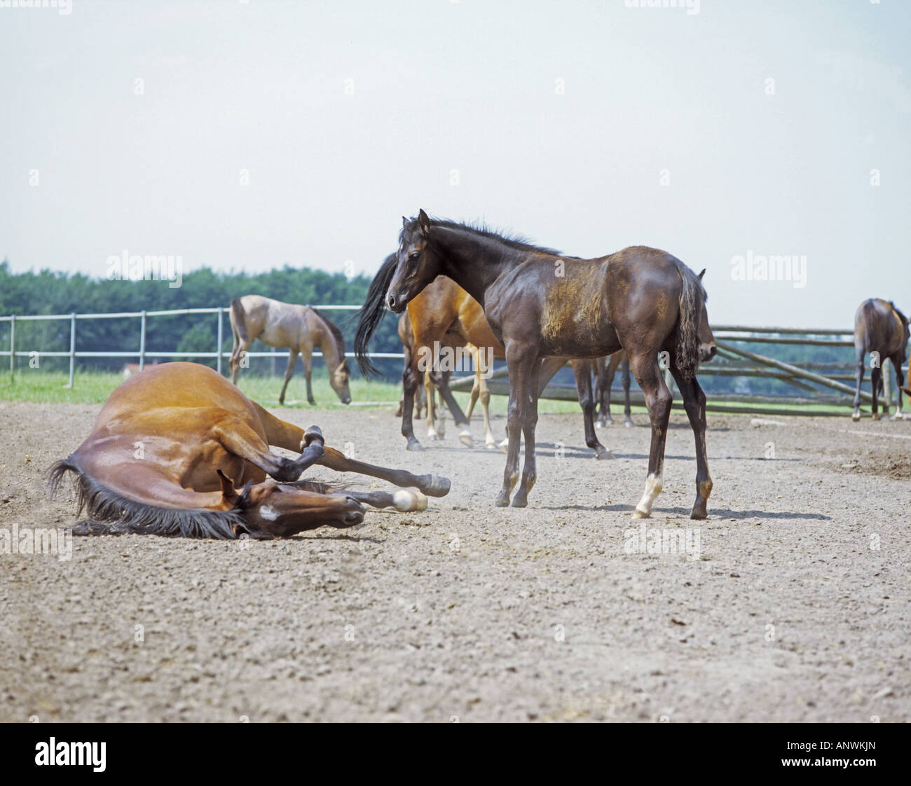 Cheval Arabe - matériel roulant Banque D'Images