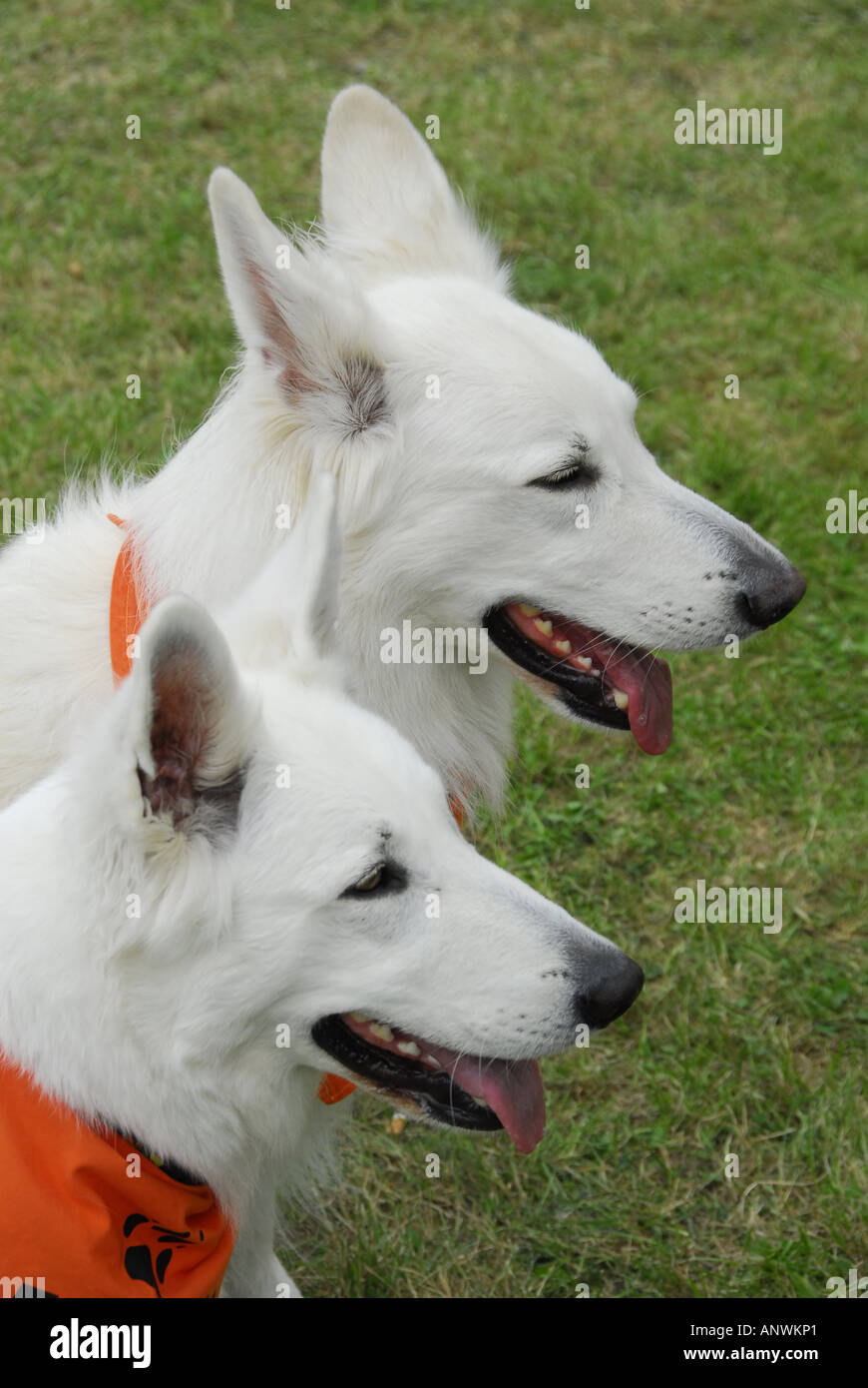 Berger Allemand Berger Blanc Suisse, animal portrait Banque D'Images