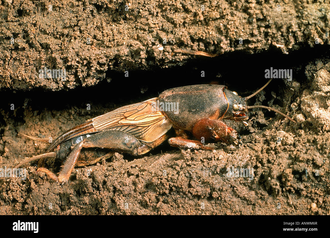 COURTILLIERE Gryllotalpa gryllotalpa Europe France ANIMAL INSECTE INSECTE COURTILIÈRE Europe Banque D'Images