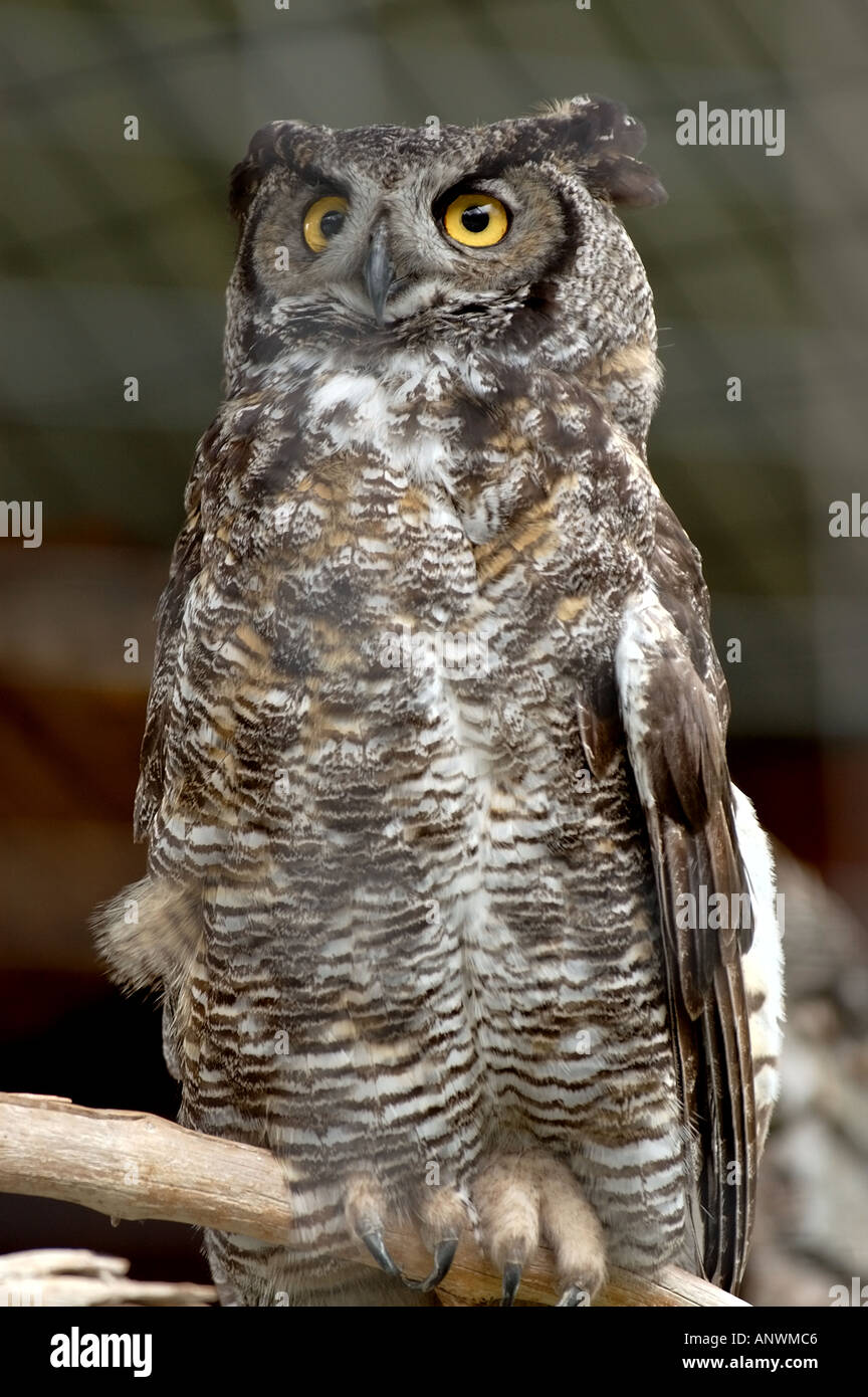 Une chouette en Alaska Alaska wildlife centre Banque D'Images