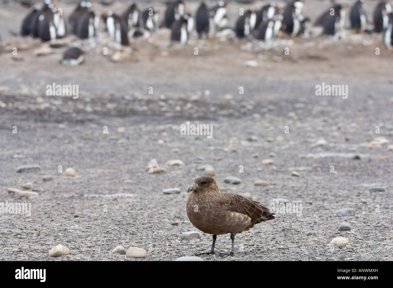 Brown labbes (Catharacta antarctica) patrouilles adultes dans le périmètre de la colonie de pingouins Sea Lion Island East Falkland Banque D'Images