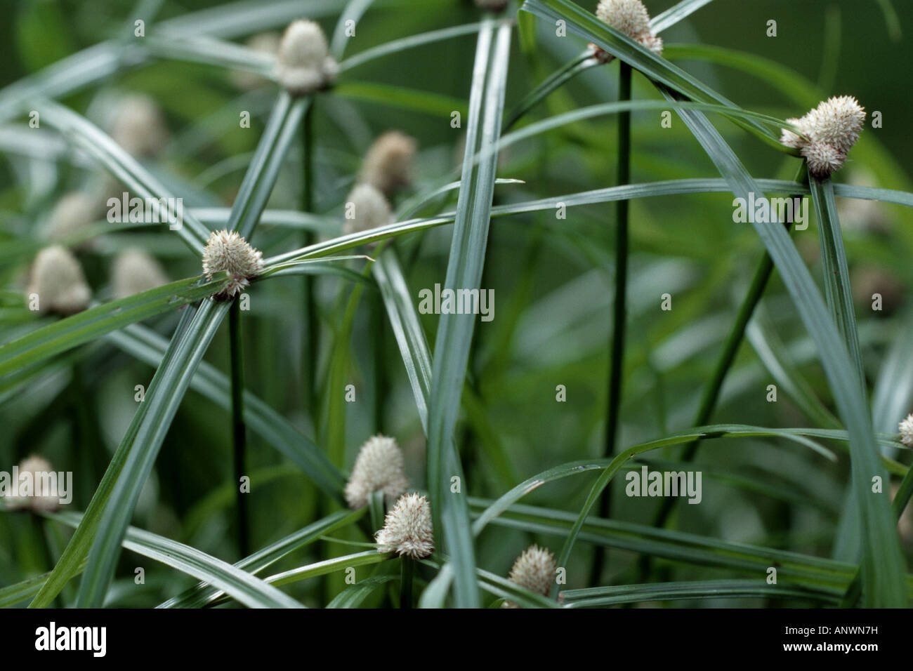 (Kyllinga Cyperus brevifolius, Kyllinga brevifolia), hybride, blooming Banque D'Images