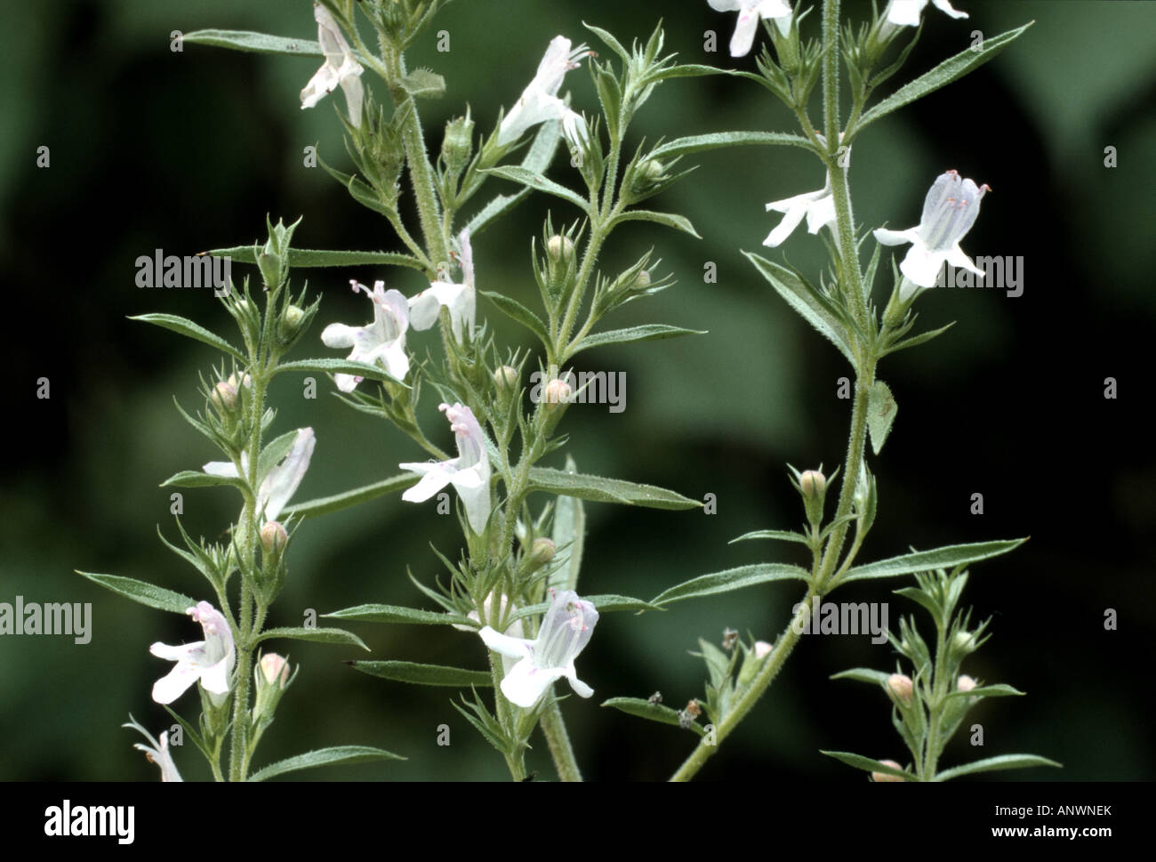 Hiver savoureux (Satureja montana), blooming Banque D'Images
