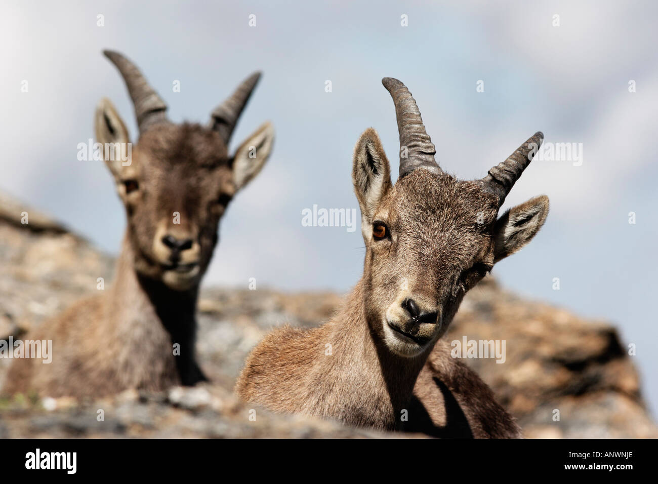 Jung des bouquetins (Capra ibex) Banque D'Images