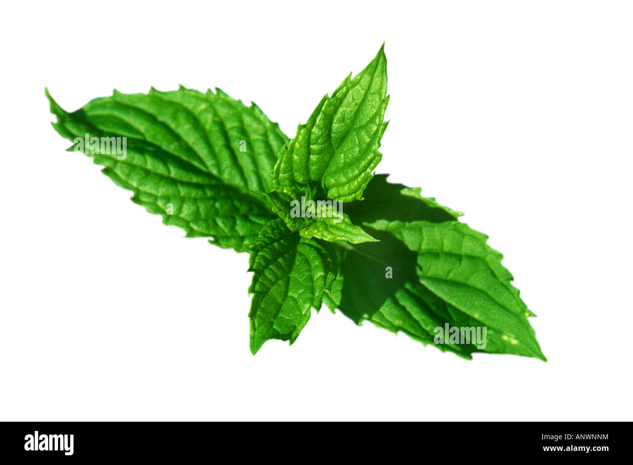 La menthe poivrée, menthe-hybride (Mentha x piperita, Mentha piperita, M. aquatica x M. spicata), coupé à Banque D'Images