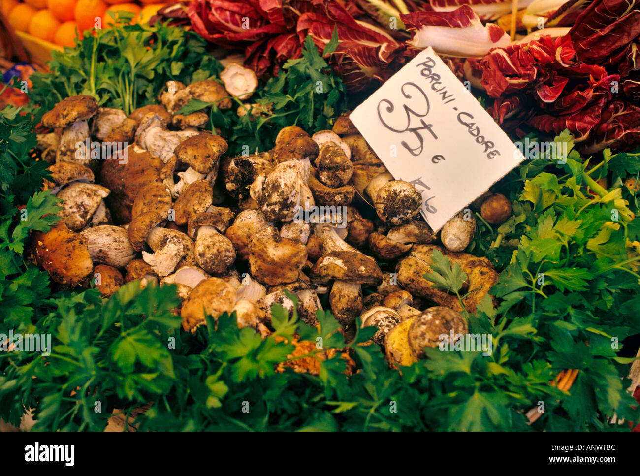 Fines à Sienne l'affichage pour la vente des produits frais, de grande qualité et cèpes Toscane Italie Banque D'Images
