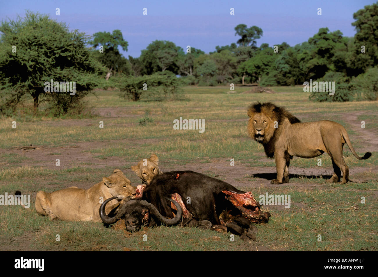 L'Afrique, Botswana, Okavango Delta. Les lions (Panthera leo) Banque D'Images