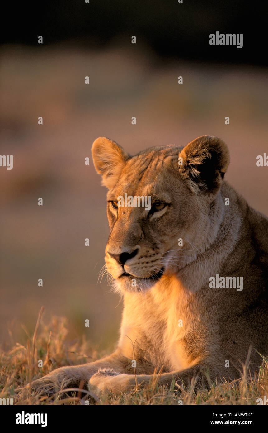 L'Afrique, Botswana, Okavango Delta. Lioness (Panthera leo) Banque D'Images