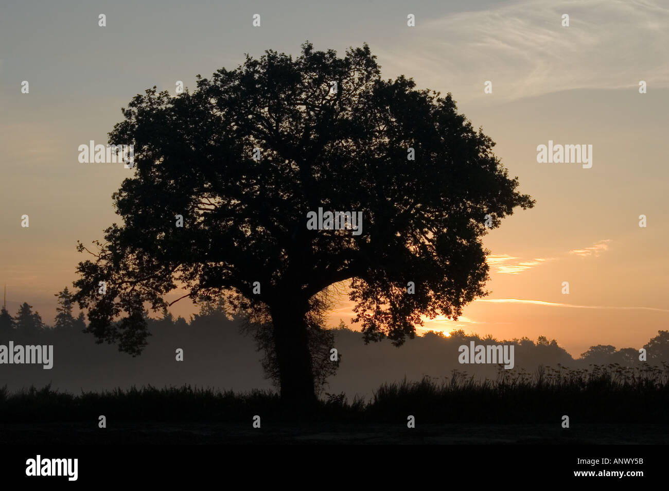 Seul arbre lever de soleil derrière la silhouette du misty tree norfolk england uk Banque D'Images