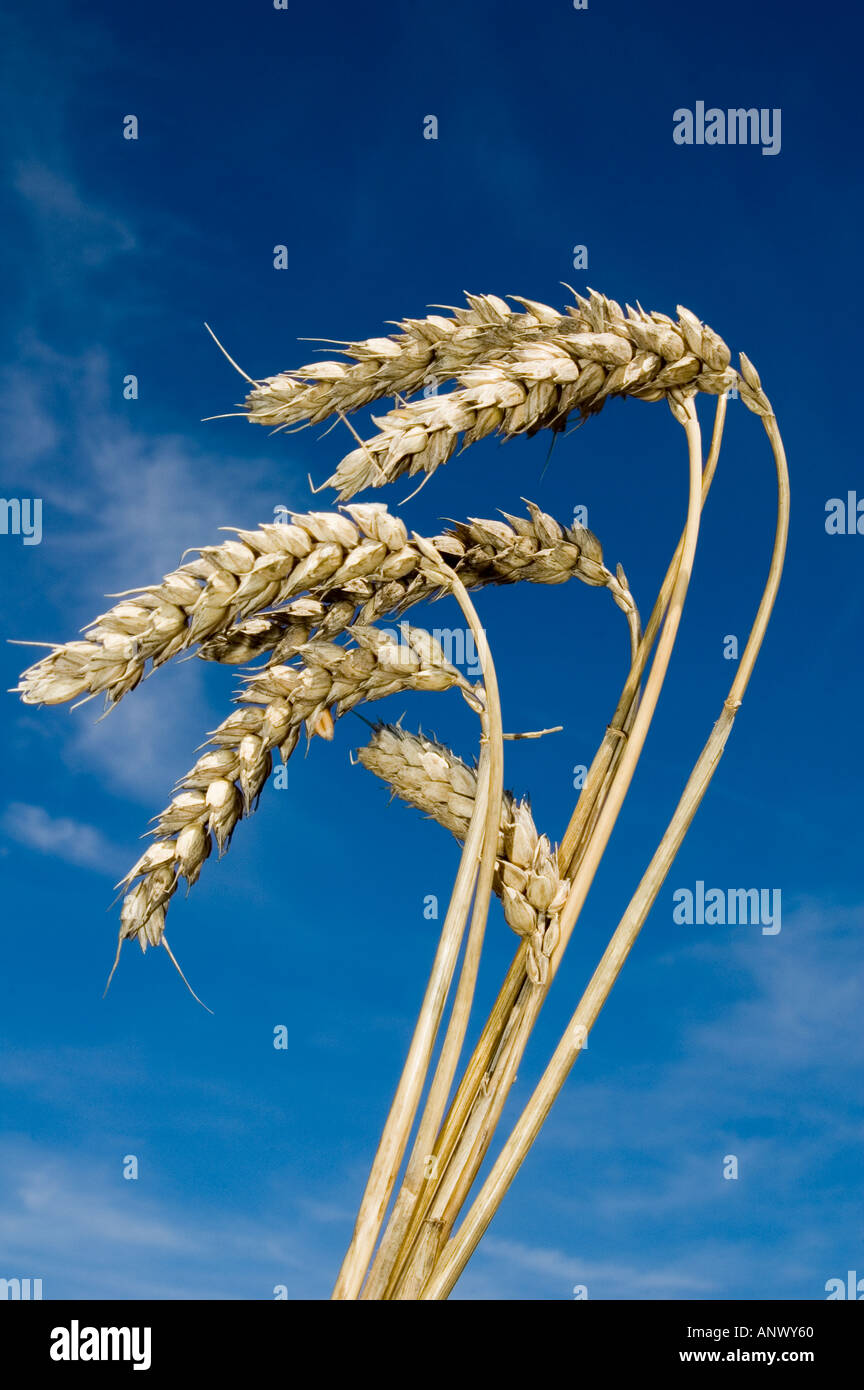 Les tiges de blé groupe contre ciel bleu vif Banque D'Images