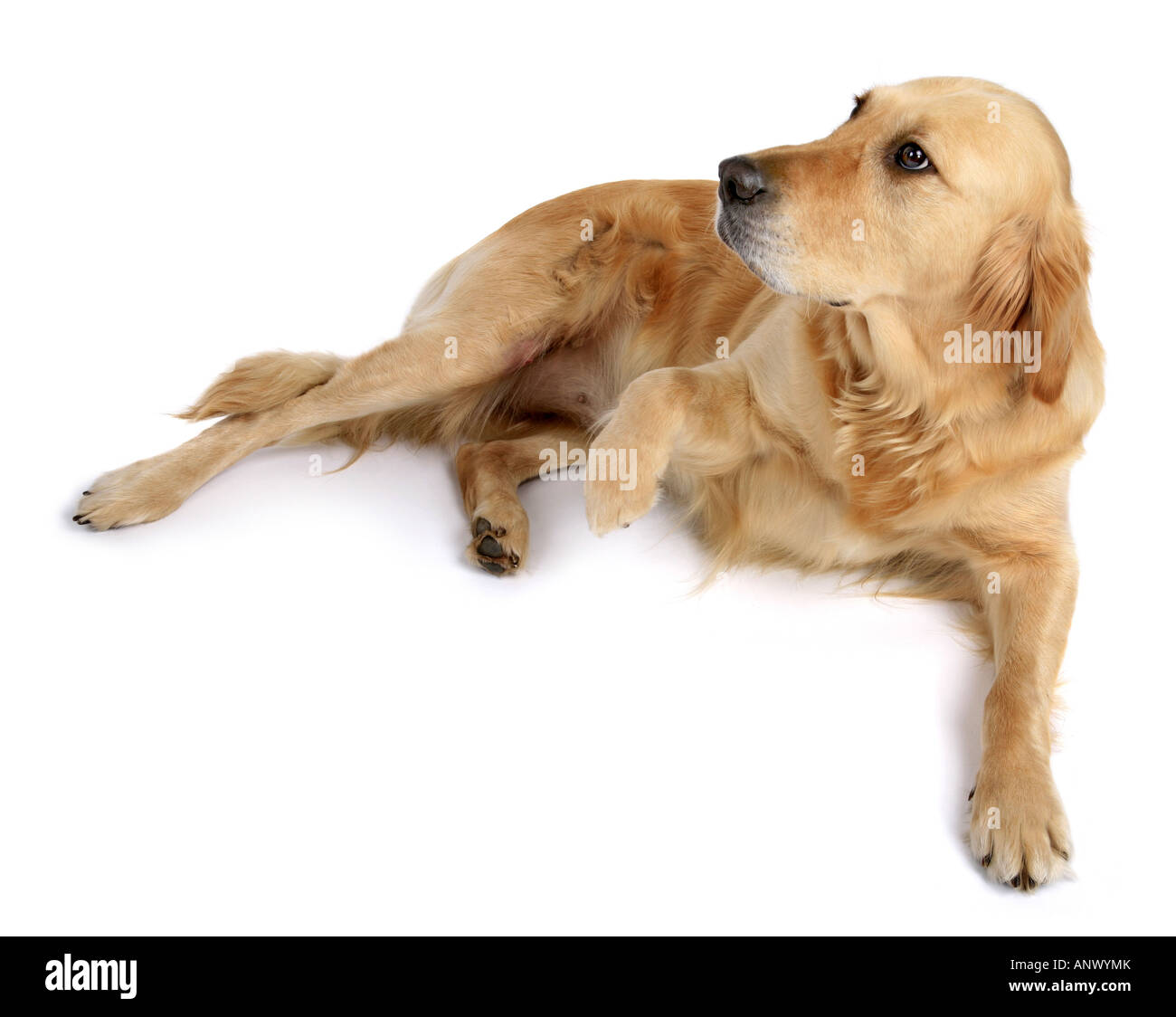 Golden Retriever (Canis lupus f. familiaris), donnant paw en position latérale Banque D'Images